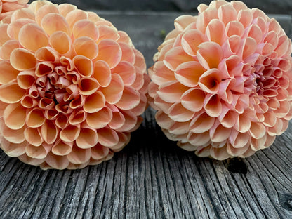 Dahlia Valley Tawney