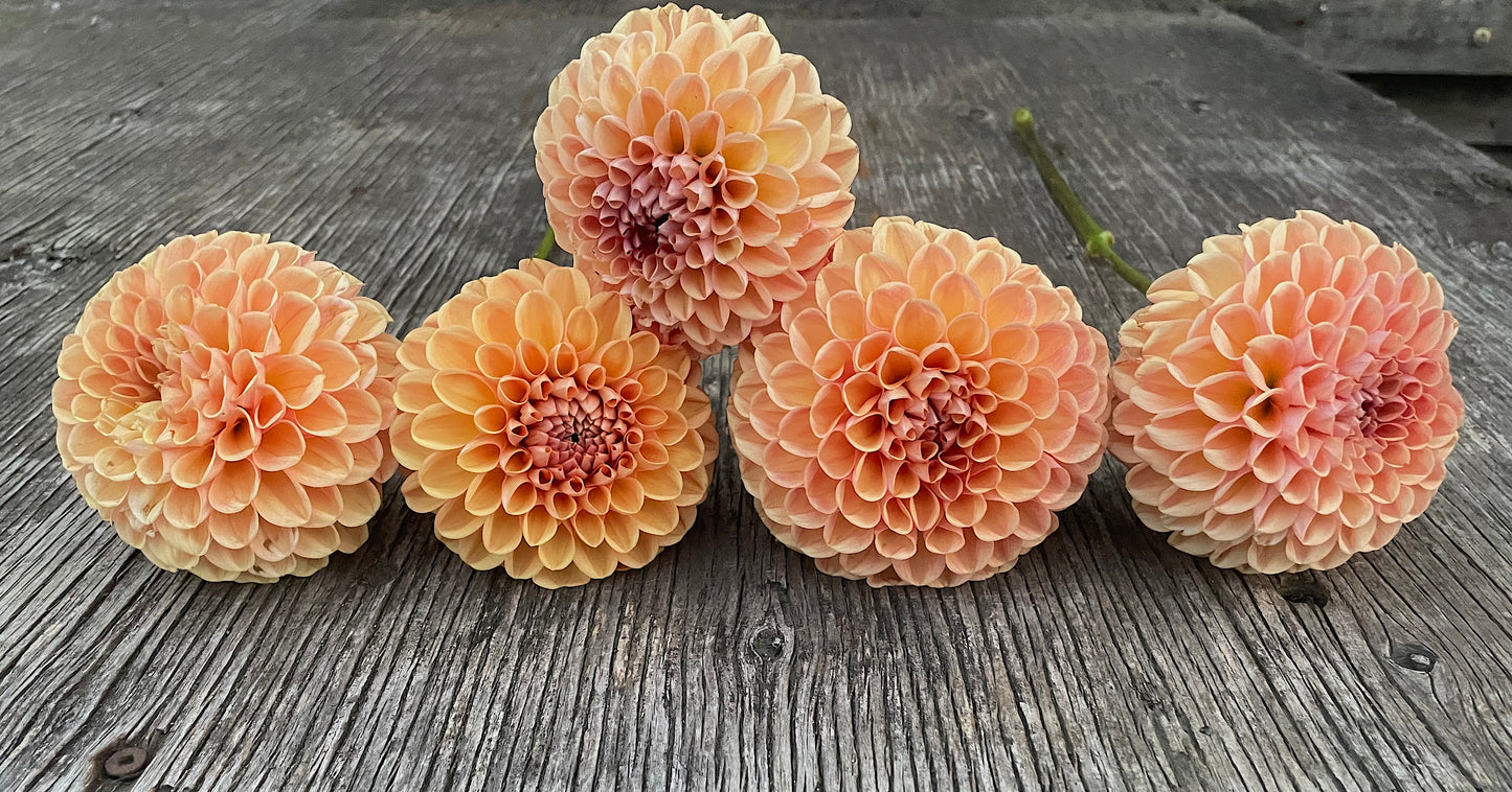 Dahlia Valley Tawney