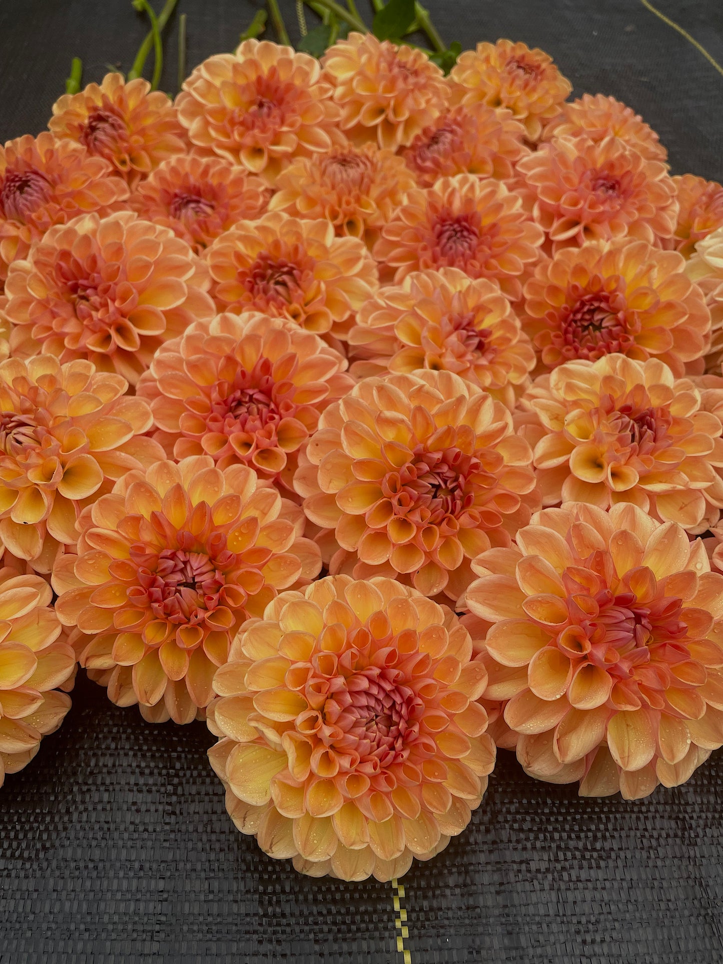 Dahlia Valley Tawney