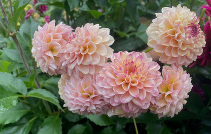 Dahlia Wine Eyed Jill