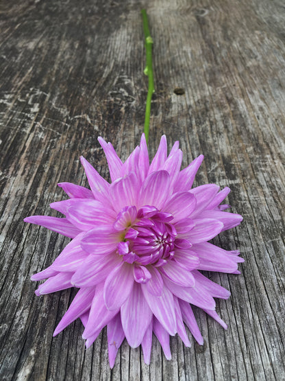 Dahlia Worton Blue Streak