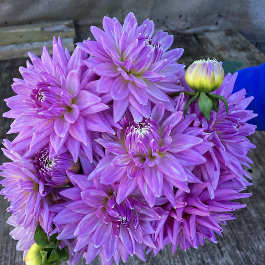 Dahlia Worton Blue Streak