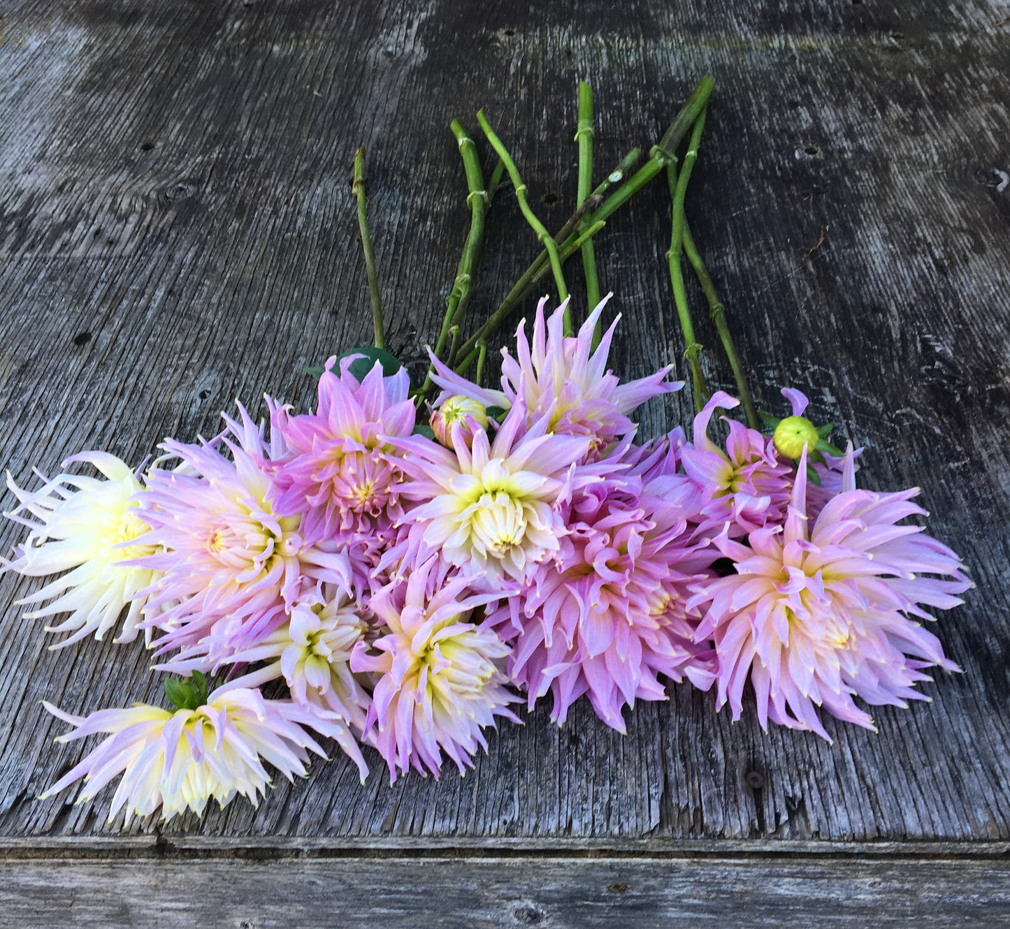 Brume mauve de Dahlia Wyn