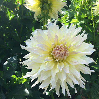 Dahlia Wyn's Farmer John