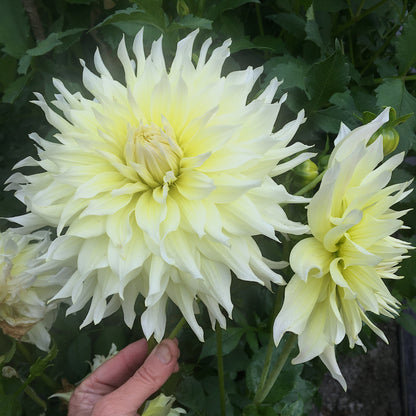 Dahlia Wyn's Farmer John