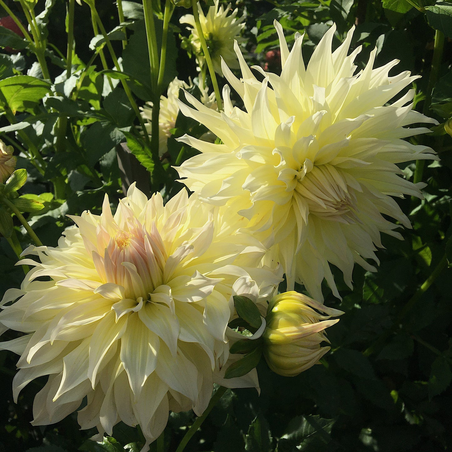 Dahlia Wyn's Farmer John