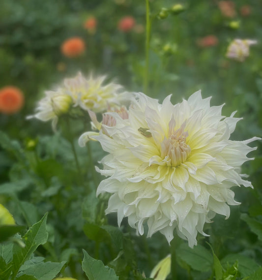 Dahlia Wyn's Farmer John