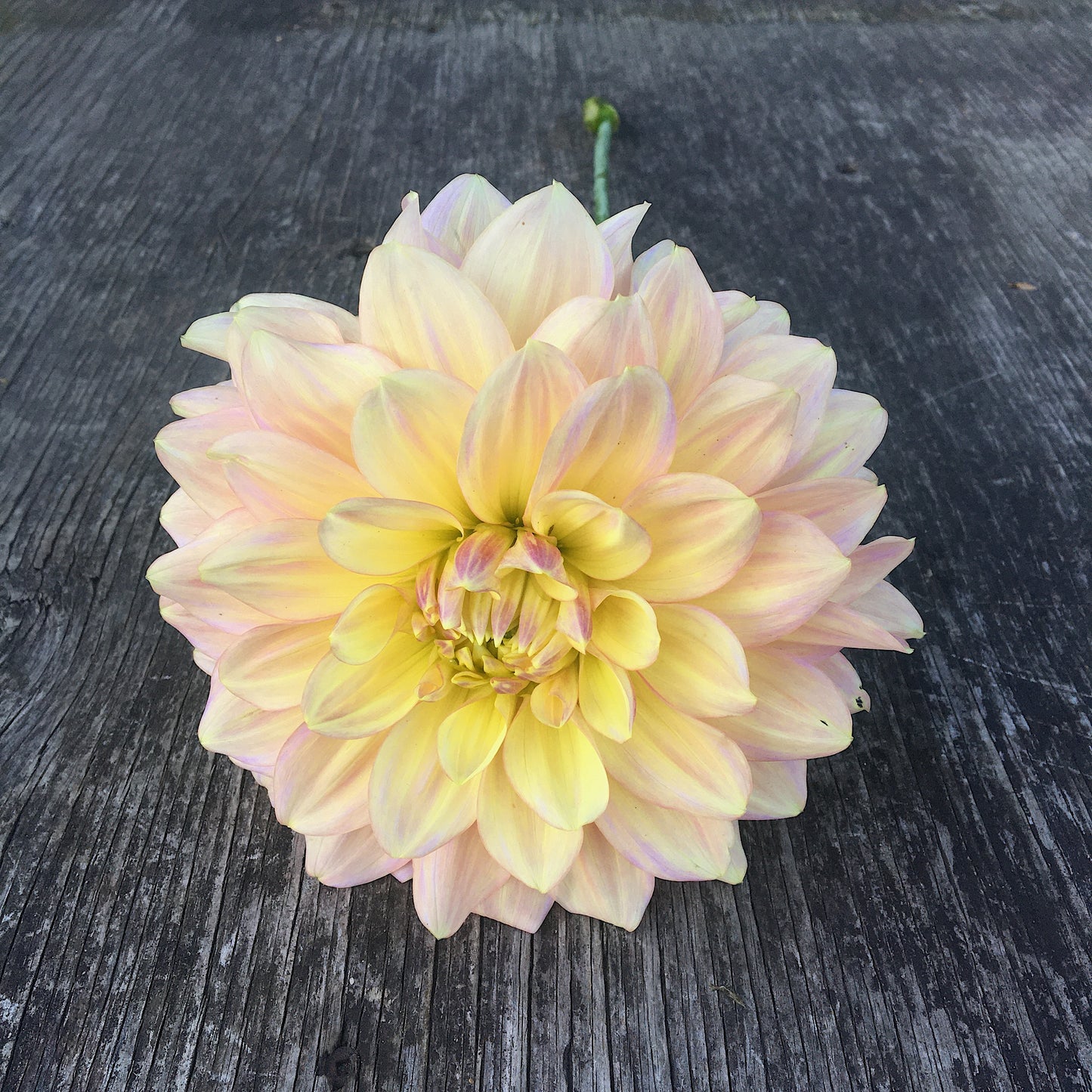 Le nouveau pastel de Dahlia Wyn