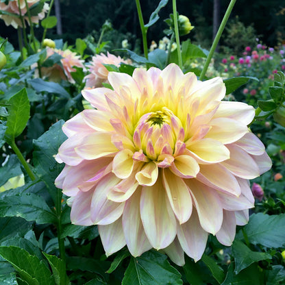 Dahlia Wyn's NEW Pastel