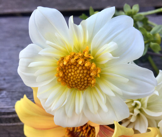 Dahlia Alpen Chérubin