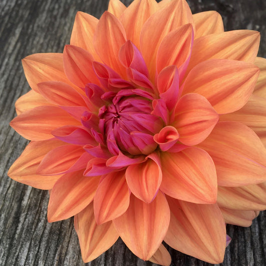 Dahlia American Dawn