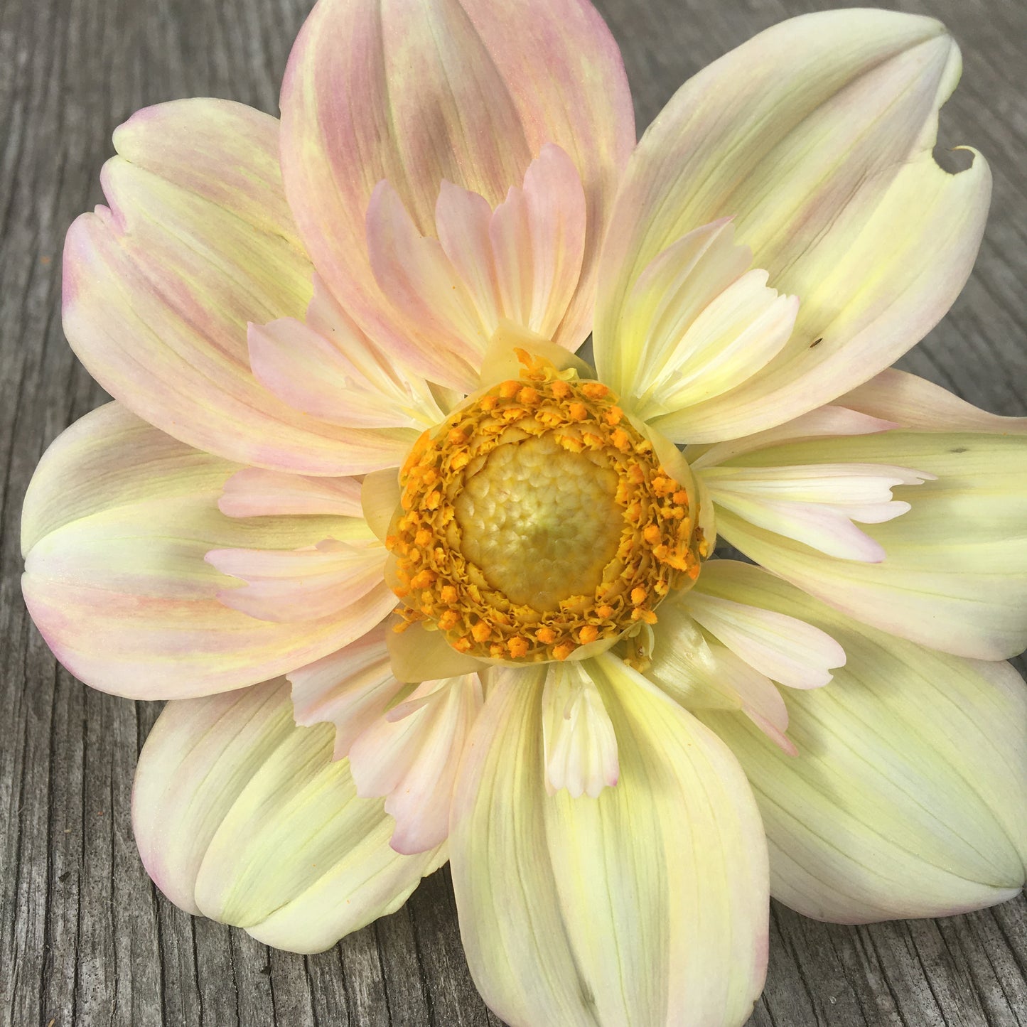 Dahlia Apple Blossom (collier)