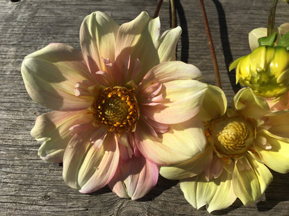 Dahlia Apple Blossom (Collarette)