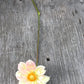 Dahlia Apple Blossom (Collarette)