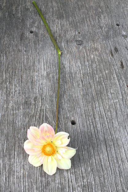 Dahlia Apple Blossom (Collarette)