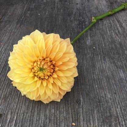 Dahlia Bracken Palomino