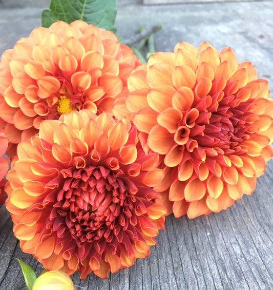 Dahlia Brown Sugar