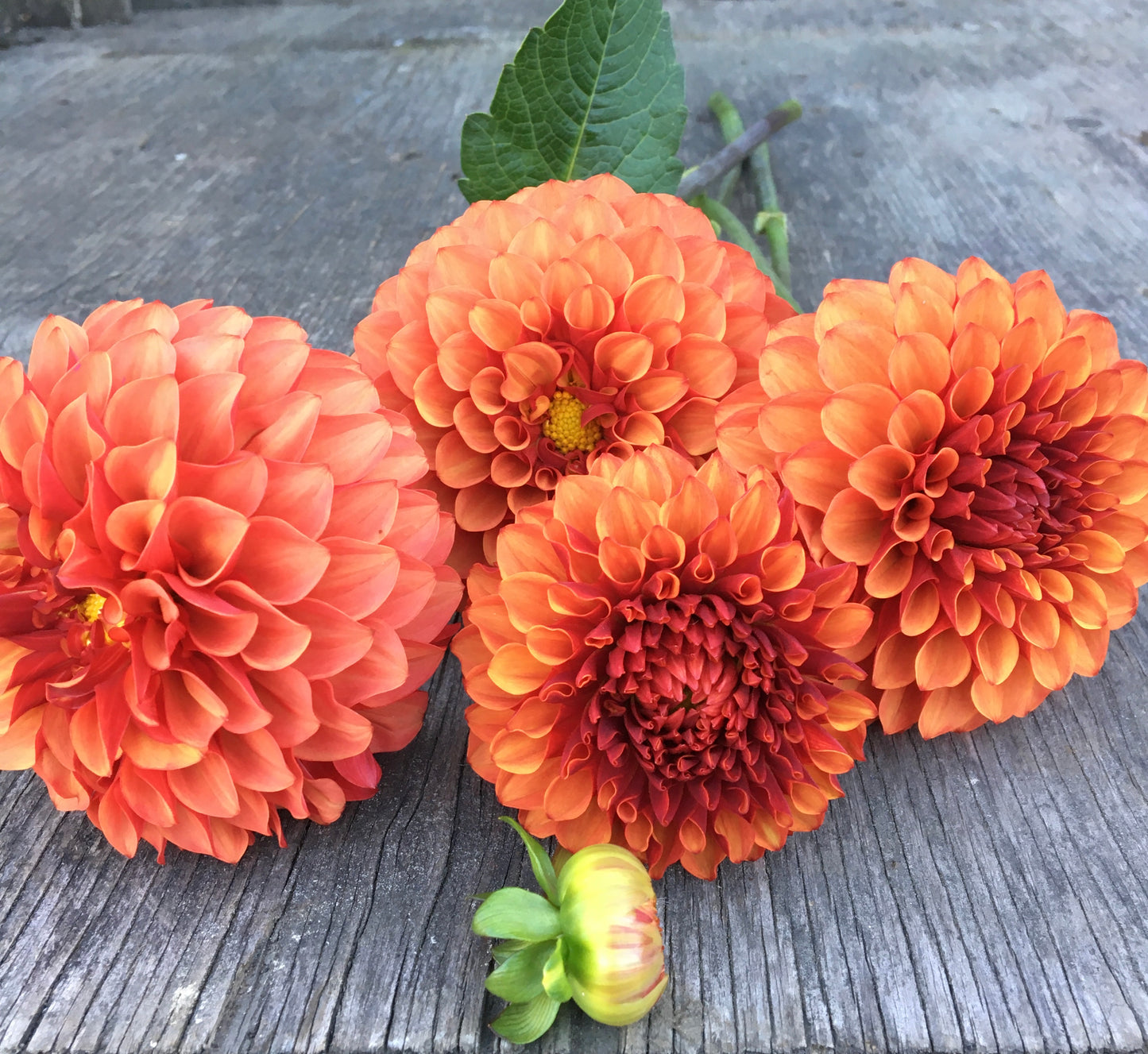 Dahlia Brown Sugar