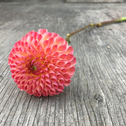 Dahlia Burlesca (Nulands Josephine)