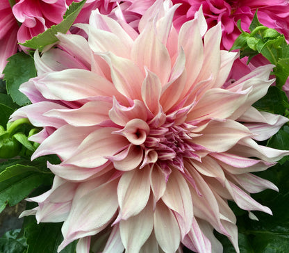 Dahlia Cafe au Lait