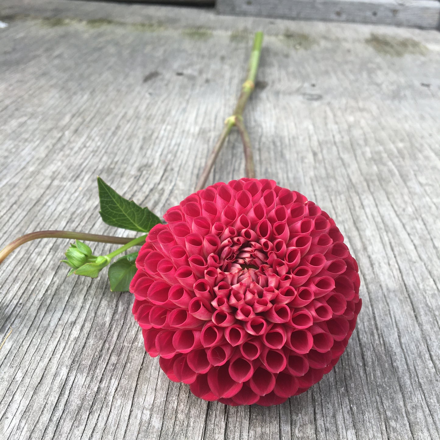 Dahlia Cornell