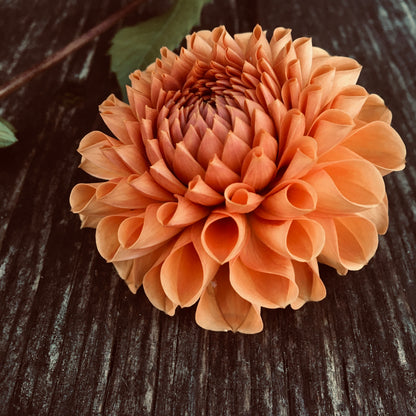 Dahlia Cornell Brons