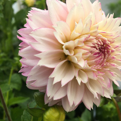 Dahlia Hollyhill Pinkie