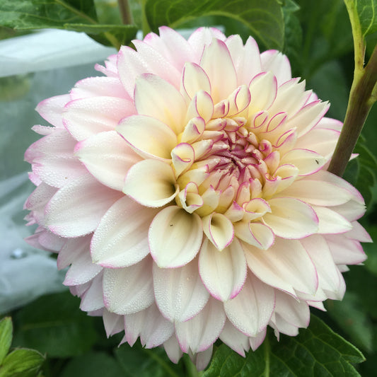 Dahlia Hollyhill Pinkie