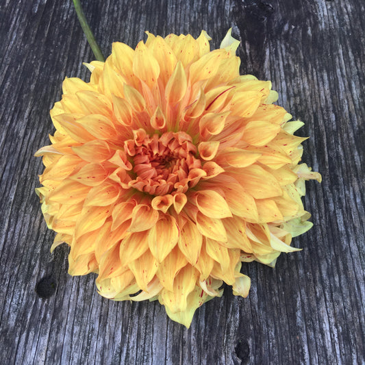 Dahlia JS Butterscotch