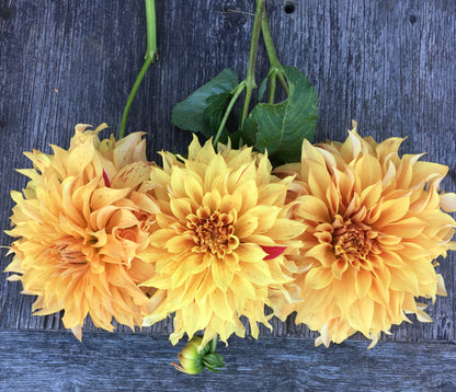 Dahlia JS Butterscotch