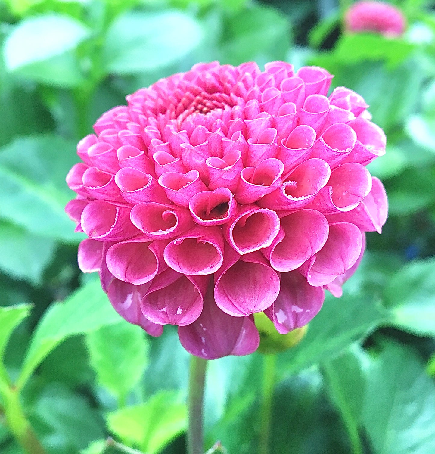 Dahlia KoKo Puff