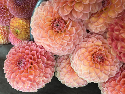 Dahlia Lindas Baby