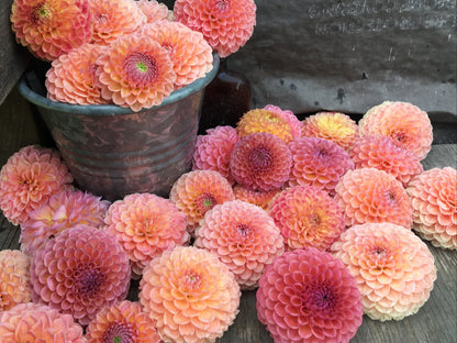 Dahlia Lindas Baby