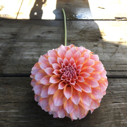 Dahlia pêches et crème