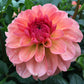 Dahlia Sebastian