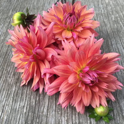 Dahlia Sonic Bloom