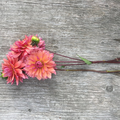 Dahlia Sonic Bloom