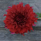 Dahlia Spartacus