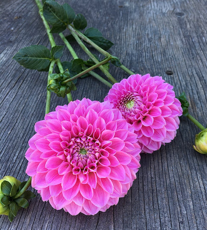 Dahlia Sweet Fabienne......I think!