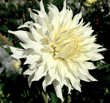 Dahlia Tahoma au début de l'aube